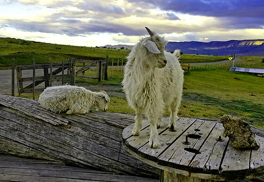 Animales de granja en Estancia Rio Mitre
